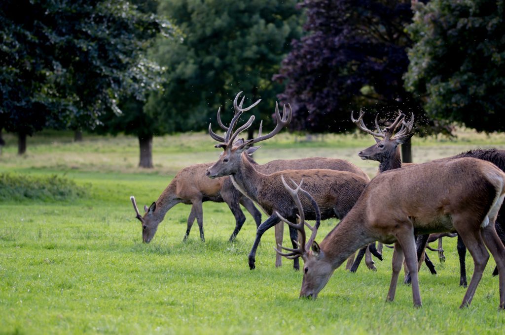 wollaton park nottingham